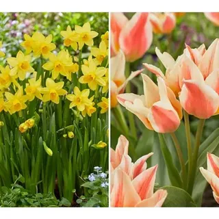 KEYZERS® Besondere Tulpen & Narzissen Rarität 2 Sorten, 42 Zwiebeln