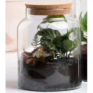 Halboffene Terrarium Flasche Glas 5L -2. WAHL- Pflanzen Deko Gewächs Haus Blumen
