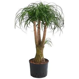 Dehner Elefantenfuß - Beaucarnea recurvata, Hydrokultur, Grün
