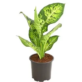 Dieffenbachie - Dieffenbachia maculata, verschiedene Sorten