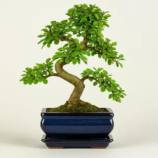 Ulmus parvifolia Bonsai – Chinesische Ulme ca. 8–10 Jahre alt – 20 cm Schale – Pflegeleichter Indoor Bonsai inkl. Tropfschale – Echtpflanze – Schnell geliefert