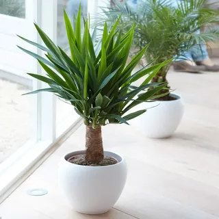 Yucca Elephantipes Pflanze - Leben Prämie Immergrün Innenbereich Zimmerpflanze in 12cm Topf