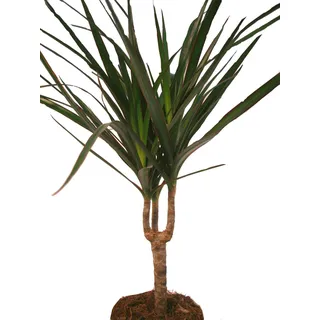 Drachenbaum Dracaena marginata 1 Pflanze pflegeleichte Zimmerpflanze Palme