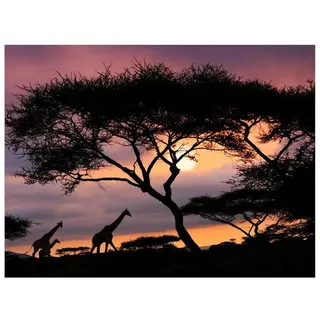 Bilderdepot24 Teppich Vinyl Wohnzimmer Schlafzimmer Flur Küche Waldtiere Tiere, rechteckig - schwarz glatt, nass wischbar (Küche, Tierhaare) - Saugroboter & Bodenheizung geeignet schwarz 220 cm x 165 cm
