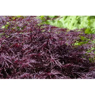 Pflanzen für Dich Gehölze Acer palmatum Firecracker, 1 St., Japanischer Ahorn, Fächerahorn rot