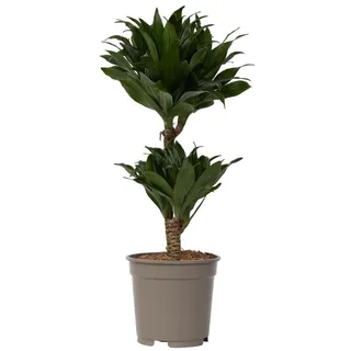 Plant in a Box - Dracaena deremensis 'Compacta' - Drachenbaum - Zimmerpflanze - ⌀ 17 cm - Höhe 50 bis 65 cm
