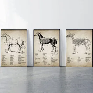 HMXQLW Leinwand Bild Pferd Anatomie Illustration Bilder Wohnzimmer Deko, Leinwand Bilder Poster und Drucke Wandkunst Malerei Schlafzimmer Wohnzimmer Rahmenlos (3X60X80CM)