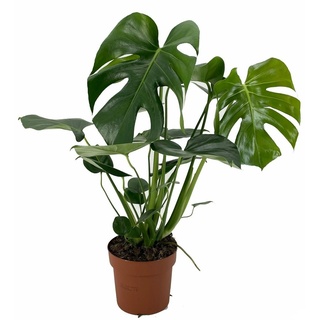 Plant in a Box Monstera Deliciosa - Fensterblatt Höhe 50-60cm