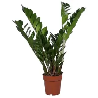 MeinVIPShop Glücksfeder Zamioculcas 50cm Zimmerpflanze | Gr.: onesize