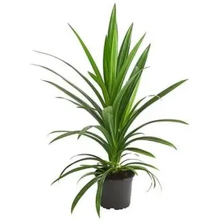Schraubenbaum - Pandanus veitchii