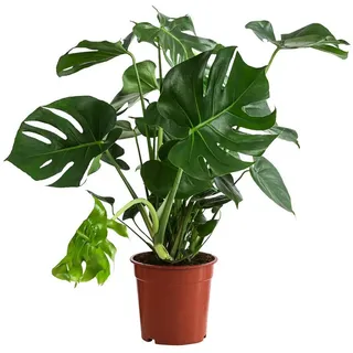 Dehner Fensterblatt - Monstera deliciosa, Grün