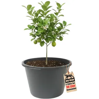 BigDean Blumenkübel XXL 90 Liter 43cm hoch 63cm
