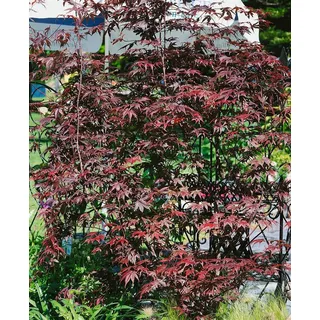 Pflanzen für Dich Gehölze Acer palmatum 'Pung Kil', 1 St., Fächerahorn, Japanischer Ahorn rot