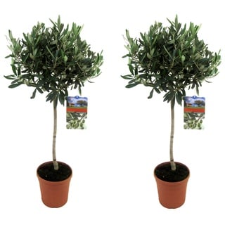 Plant in a Box Olivenbaum - Olea Europaea Höhe 2er Set 90-100cm