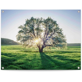Reinders! Poster »Baum in der Morgensonne«, 71120717-0 Grün B/H/T: 80 cm x 60 cm x 0,1 cm