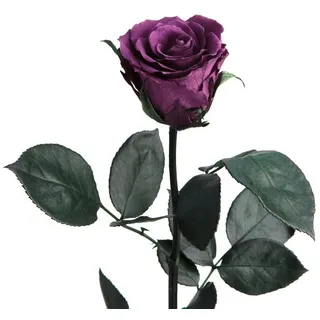 Kunstblume Ewige Rose konserviert mit Stiel echte haltbare Blume Rose, ROSEMARIE SCHULZ Heidelberg, Höhe 50 cm, Infinity Rose, Geschenk für Frauen, Valentinstag, Made in Germany lila Ø 5 cm x 50 cm x 50 cm