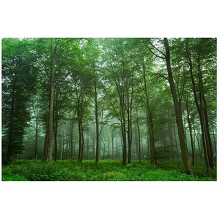 Papermoon Premium collection Fototapete Blick auf den Wald  (B x H: 350 x 260 cm, Vlies)