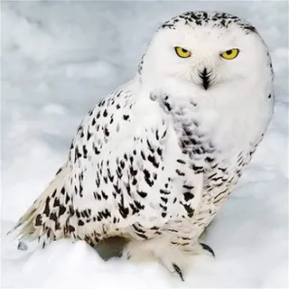 Puzzle 1000 Teile - Jigsaw Puzzle für Erwachsene - Buntes Puzzle 1000 Teile Erwachsene, Motiv: Weiße Eule im Schnee, 1000 Teile Puzzle, Puzzle Erwachsene 1000 Teile, Puzzel,1000 Puzzle 26X38cm(10.23