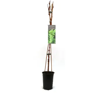 Pflanzen Vitis vinifera gelb & kernlos H ca 80 cm 3 l Container