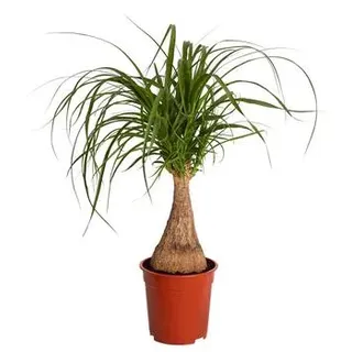 Elefantenfuß - Beaucarnea recurvata, Grün