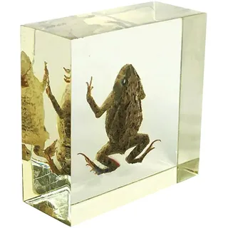 Frosch-Exemplare – Echte echte Kröte Tierproben Modell – für Schreibtisch-Briefbeschwerer, wissenschaftliche Bildung, Laborbedarf (A)