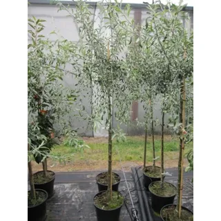 Hängende Wildbirne - Weidenblättrige Hänge-Birne - Pyrus salicifolia Pendula - 100-150cm