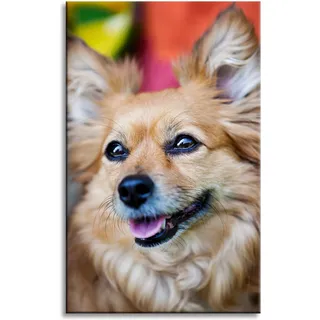 Leinwanddruck Chihuahua-tiere 50x80 Cm