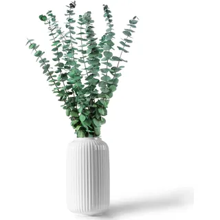 CAwished 12 Stück Getrocknete Eukalyptus Zweige 43 cm Natürliche Trockenblumen Eukalyptus Deko Konservierte Eukalyptus Pflanze für Hochzeit Blumenarrangements Heimdécor
