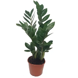 Glücksfeder, (Zamioculcas zamiifolia), Zamie, Zamia Farn, Zamia Palme, pflegeleichte Zimmerpflanze (ca. 35cm hoch, 12cm Topf)