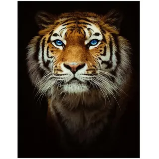 Diamant Painting Bilde Groß Tiger 40x50cm Daiments Painting Mit Diamond Painting Zubehör Diamond Painting Square Quadratische Steine Malen nach Zahlen Kreuzstich Gemälde Für Indie Aesthetic Room Decor