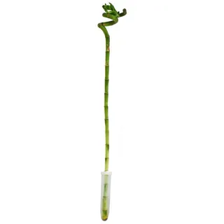 EXOTENHERZ Glücksbambus 'Lucky Bamboo' spiralförmig Dracaena Sanderiana 40cm Topf