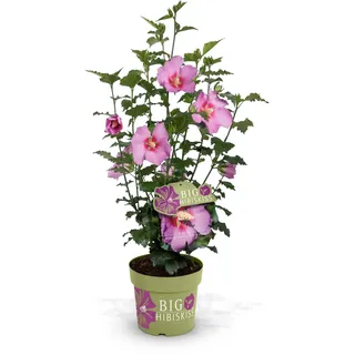 Tchibo - Hibiskusstrauch - rosa