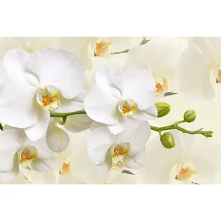 Muralo Selbstklebende Fototapete 416 x 254 Orchideen Blumen Pflanzen Tapete Natur Stengel Blätter Muster Wohnzimmer Schlafzimmer Wandbilder XXL Wand Br. 416 cm x Hö. 254 cm