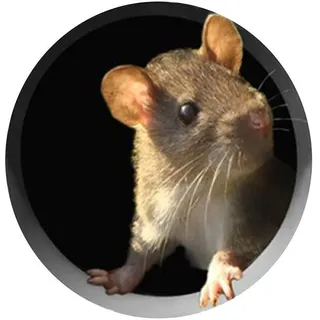 Maus Loch Aufkleber 5pcs Wand Kunst Aufkleber Wandsticker Cartoon 3D Maus Loch Aufkleber Sockelleiste Wandtattoo für Kinderzimmer Wohnzimmer Schlafzimmer