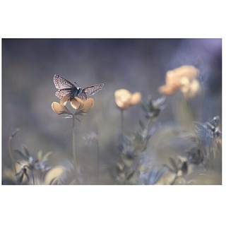 Papermoon Premium collection Fototapete Bläulich sanfter Schmetterling  (B x H: 450 x 280 cm, Vlies)