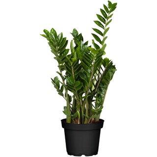 Glücksfeder - Zamioculcas Zamiifolia, Höhe 60-80 cm, Ø21 cm Topf, 1 Pflanze