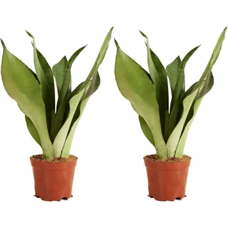Bloomique - Sansevieria Moonshine - Schwiegermutterzunge - Bogenhanf - Zimmerpflanzen - Luftreinigend - Sehr pflegeleicht - Höhe 30-40 cm - Topf 12 cm