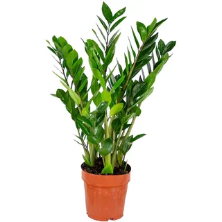 Bloomique - Zamioculcas Zamiifolia - Glücksfeder - ZZ Pflanze - Zimmerpflanzen - Luftreinigend - Sehr pflegeleicht - Höhe 50-60 cm - Topf 17 cm