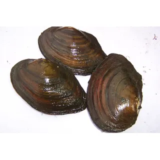 Teichmuscheln für einen klaren Gartenteich - Die optimale natürliche Filterung des Teiches (5 kleine Teichmuscheln)