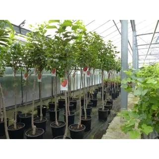 gruenwaren jakubik Kaki Baum 160-180 cm Sorte 'Rojo Brilliante' Kakipflaume