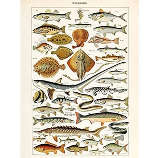 Artery8 Millot Encyclopedia Page Fish Shark Ray Unframed Wall Art Print Poster Home Decor Premium Seite FISCH Wand Zuhause Deko