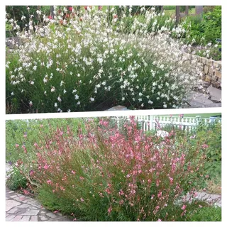 Stauden Gänge 2 x Gaura lindheimeri Kollektion Prachtkerze Weiß und Rosa