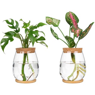 veorly 2 Pcs Pflanzenvermehrungsstationen, Getrennte Desktop-Pflanzenterrarium-Set-Kit mit Holztablett und Deckel Zur Vermehrung Von Hydrokultur