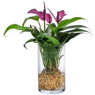 Dehner Waterplant Flamingoblume, im Glas Ø Anthurium Zizou, lila,
