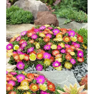 BALDUR Garten 3er Winterharte Eisblumen Summer Mix, Pflanzen im 9x9 cm-Topf | Delosperma congesta, Bodendecker, winterharte Staude, trockenresistent, mehrjährig, pflegeleicht