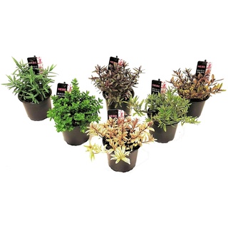 Plant in a Box Fetthenne-Schwinge - Hebe pinguifolia 6er Set Höhe 15-20cm