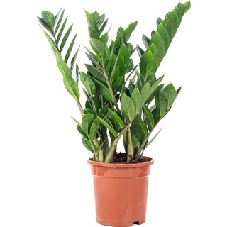 Flowerbox, Pflanzen, Glücksfeder - Zamioculcas zamiifolia (55 cm, Zimmerpflanzen)