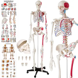 tectake® Anatomie Human Skelett lebensgroß, mit Stand Fuß auf Rollen, Skelettmodell mit Muskelbemalung, Torso, Teil Nervensystem, für Ausbildung, Medizin Studium, Chiropraktik, Science Kit