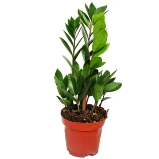 Zamio Palme Zamioculcas zamiifolia luftreinigend 12cm Topf