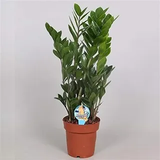 Glücksfeder Zamioculcas Zamiifolia Zanzibar – Pflegeleichte Zimmerpflanze mit Langlebigkeit für Innenräume, ca. 60 cm, Luftreinigend & Dekorativ